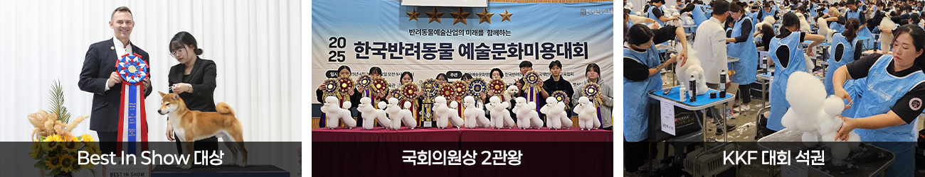 각종 반려견 미용대회 석권
